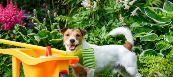 dog poo bags